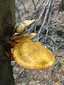 Rozsdasárga tőkegomba (Pholiota adiposa), Börzsöny